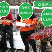 北京新科淡水鱼苗养殖场 优质鱼苗供应，助力渔业发展