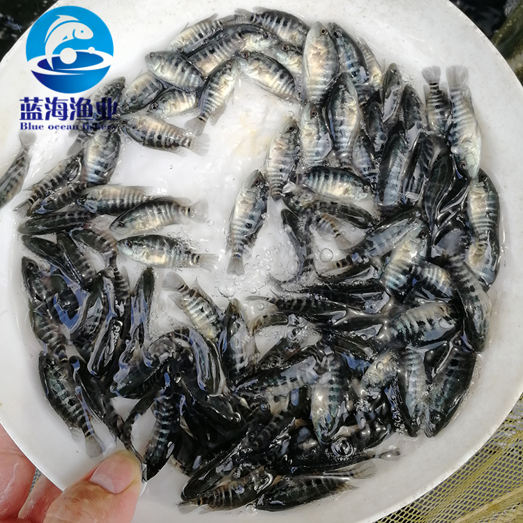 北海淡水石斑鱼苗基地 探索工厂化养殖新前景